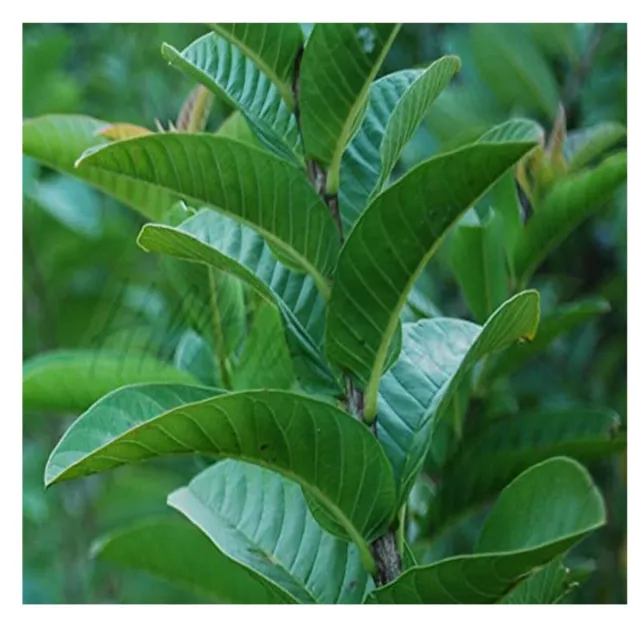 100 Organic Guava leaves fresh dried Hojas de Guayaba Guayabo Psidium Guajava