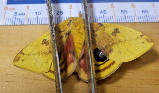 Captive Reared Male IO Silk Moth Automeris io Saturniidae Southeast Texas E119