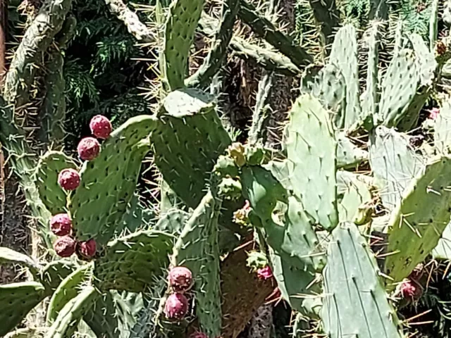 SAMEN Die Kaktusfeige ist eine Frucht - Heimat Mexiko - Zimmer Kaktee Samen Säm