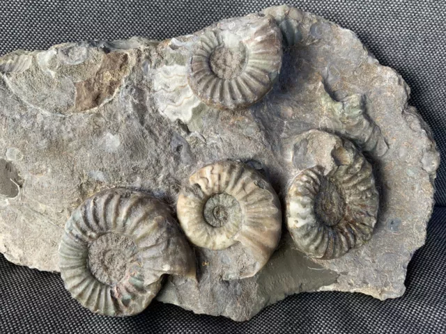 Scunthorpe Multiblock Fossil Ammonites Aegasteroceras Sp UK Rare Specimen