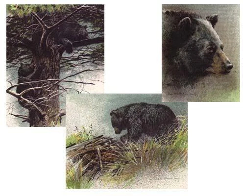 Robert Bateman Black Bear Predator Portfolio