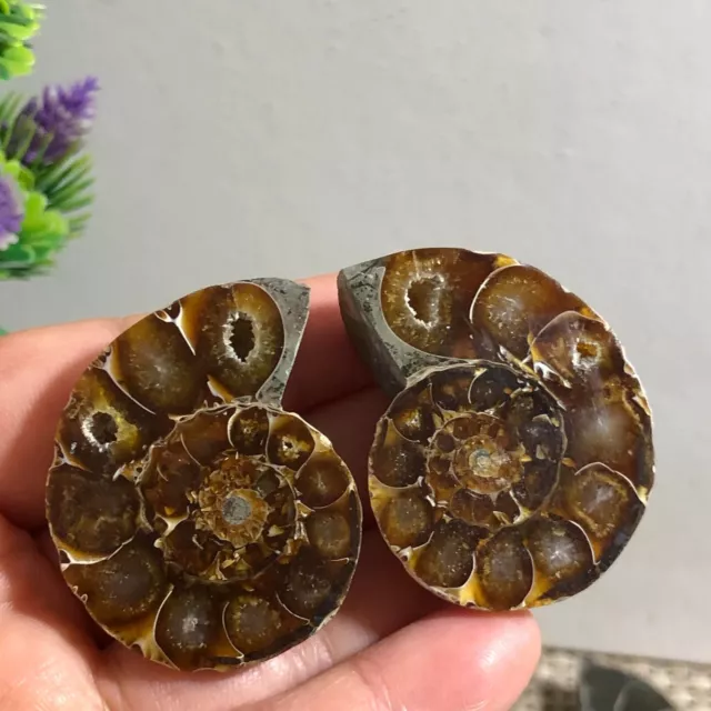 1 pair of Split Ammonite crystal Specimen Shell Healing Madagascar 38g c447