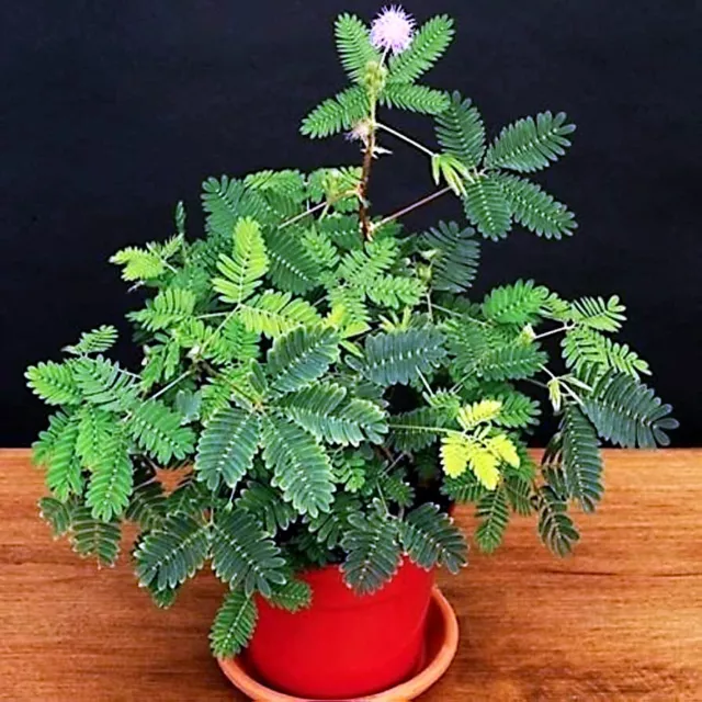 Dwarf (Mimosa pudica) "Sensitive Plant" Tropical Houseplant Flower Tree Seeds