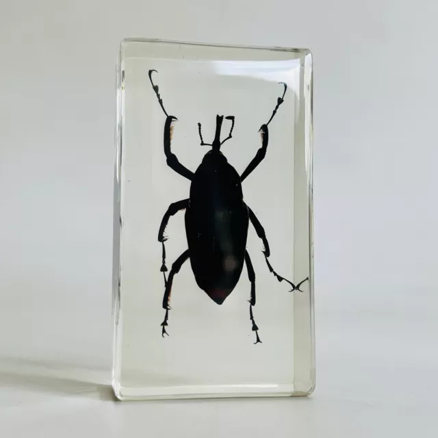 Real Life Bugs And Insects National Geographic Taxidermy Long Nose Jungle Beetle