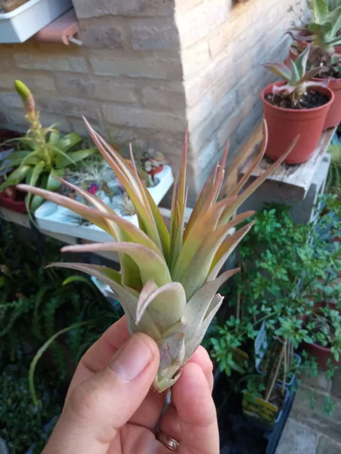 Tillandsia brachycaulo plantas colección CLAVEL DE AIRE 8 cms aprox.