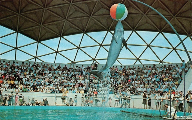 Vintage Postcard - Dolphin Jump Ball At Aquatarium St Petersburg Florida c1960