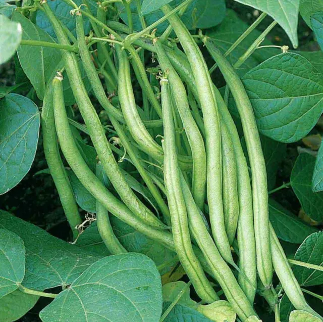 Improved Tendergreen Green Bean Seeds | Heirloom NonGMO Bush Vegetable Seed 2024