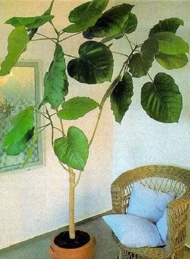 Ficus Auri Stecklinge schnellwüchsige exotische groß Zimmerpflanzen Set Pflanzen