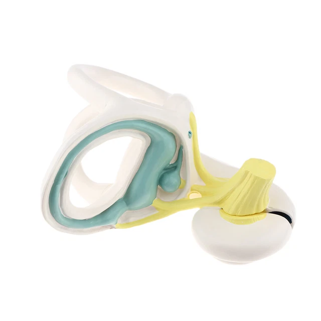 Sonew Ohren Modell – Anatomisches Innenohr-Modell, 5-fache Vergrößerung, Aus PVC, Für Unterricht & Studium
