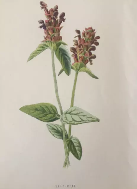 Antique Print Self-Heal Wild Flower Dated 1892 Botany Botanical Flowers Gardens