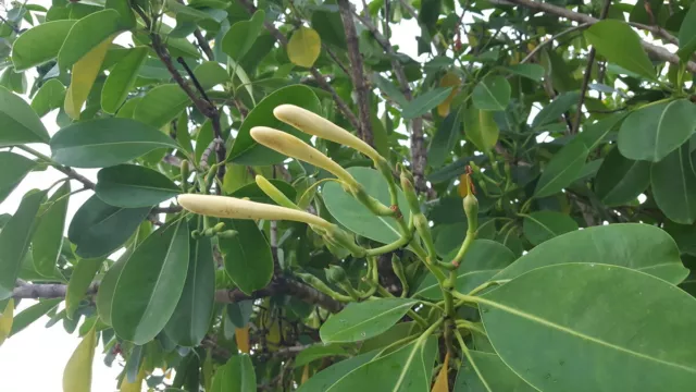 Fagraea Berteriana / KeniKeni tree/ Tiare Pua -10 graines/seeds