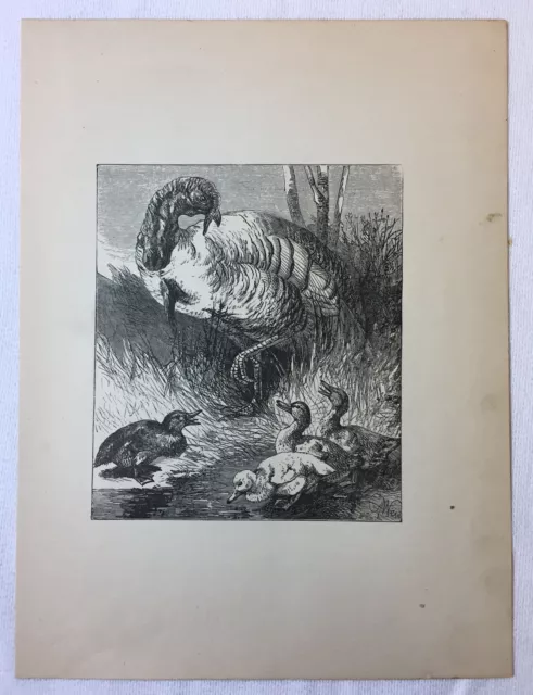 1880 book engraving ~ THE TURKEY AND THE DUCKLINGS
