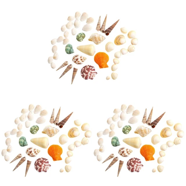 6 Sets Natural Shell Seashell Conch Landscaping Marine Ornament Decor