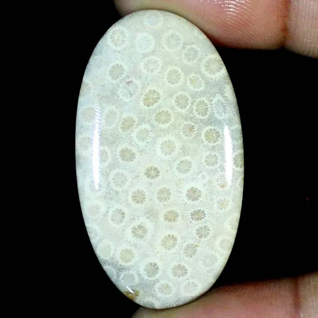 39.90CT Untreated Natural Designer FOSSIL CORAL Oval Cabochon 26X46X3mm Gemstone