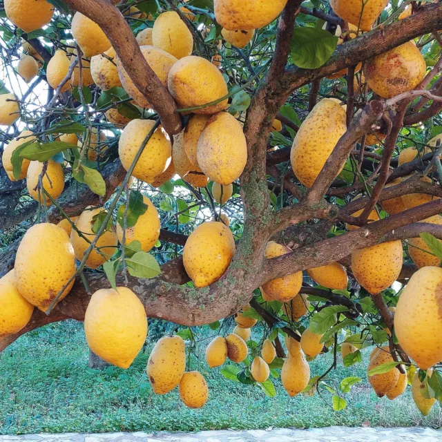 Cedri siciliani biologici 2 kg. Cedro l’agrume antiossidante, Frutta fresca 3