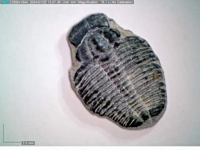 Bello Little Inscatolato Elrathia Kingii Trilobite Circa 500 Myo