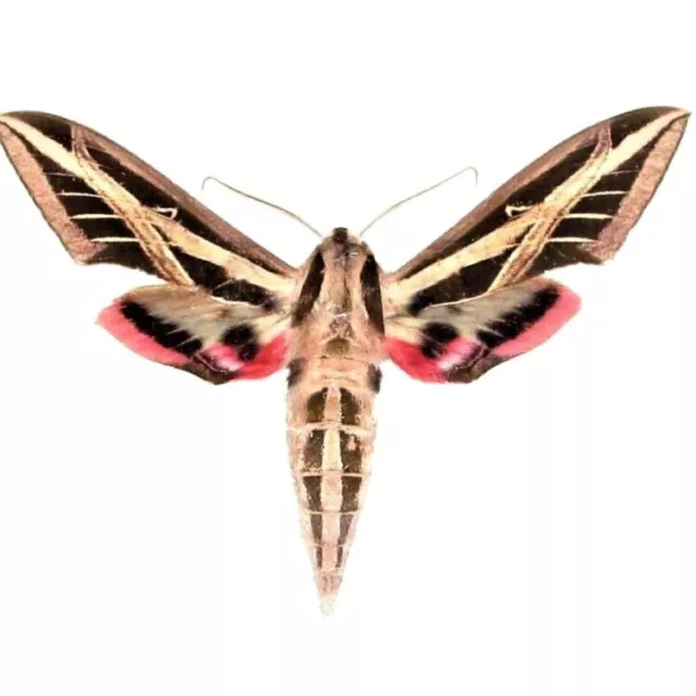 Eumorpha fasciatus pink sphinx moth Florida WINGS CLOSED