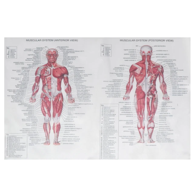 MUSCULAR ANATOMY CHART Muscle Poster The System Teaching Student £9.48 ...