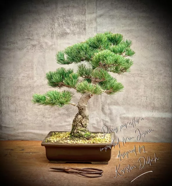 Pinus parviflora / pentaphylla - pino japonés niña BONSAI 23 años de antigüedad