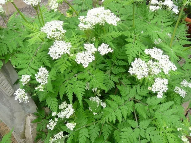 Sweet Cicely Myrrhis Odorata  x 30 seeds