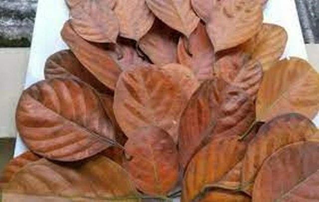 100Pcs Dried Jack Fruit Leaves Organic Bio Film Shrimp Aquarium Ceylon Natural