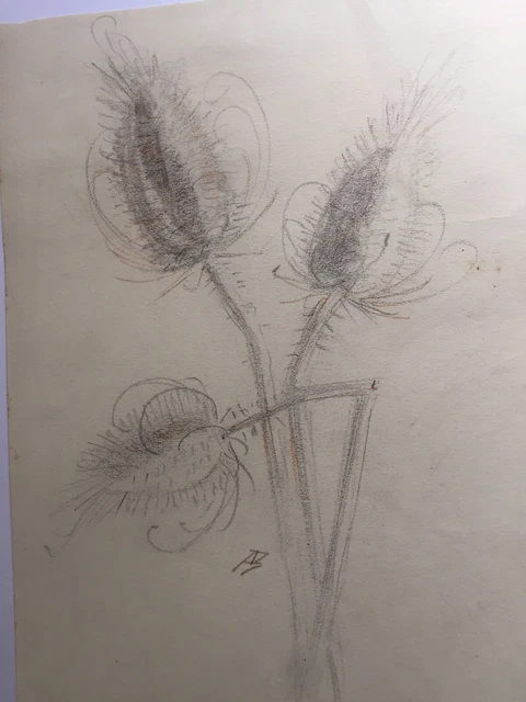 ZEICHNUNG SKIZZE DISTEL Silberdistel Andreas Bauer M nchner Maler zeichnung-skizze-distel-silberdistel-andreas-bauer-m-nchner-maler