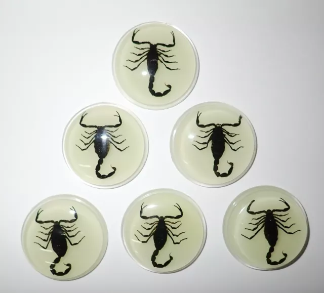 Insect Cabochon Black Scorpion 38.5 mm Round inner 35 mm Glow 10 pieces Lot