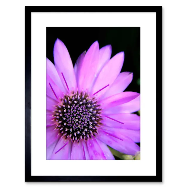 Photo Macro Nature Plant Flower Pink Petal Stamen Cool Framed Print 9x7 Inch