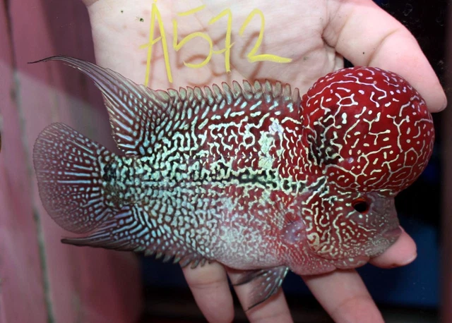 5" High Grade Super Red Dragon A572