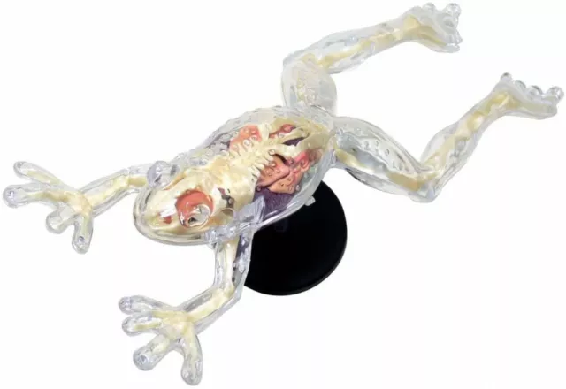 Skynet 3D Puzzle 4D VISION Animal Anatomy No.13 Frog Anatomy Skeleton Model