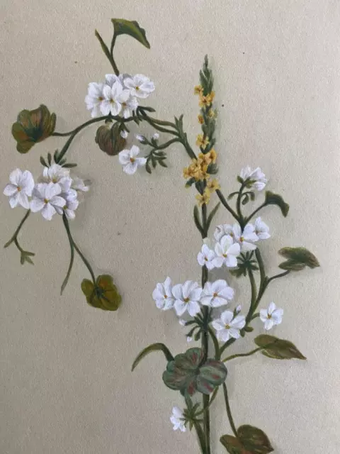 BOTANICAL 19th Century WATERCOLOUR WILD FLOWERS STILL LIFE A G Salter