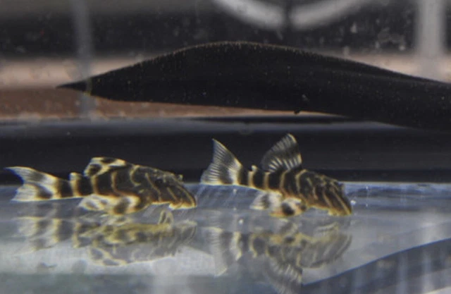 L015 Candy Striped Pleco