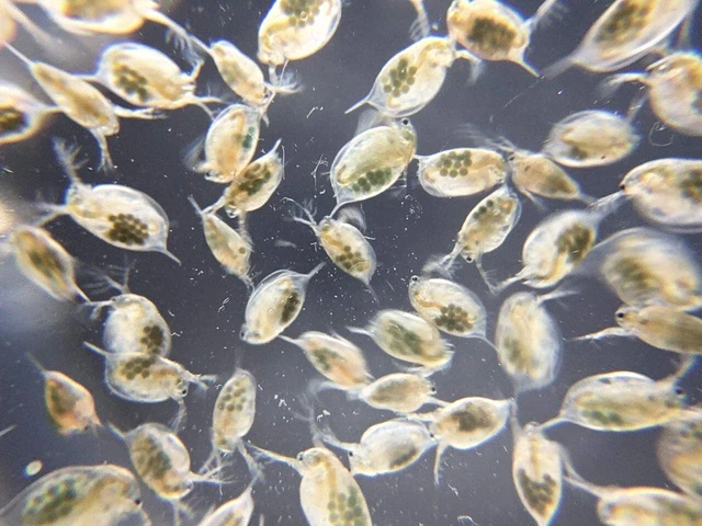 10+ Live Fish Food. Adult Daphnia magna-Water Fleas-live food