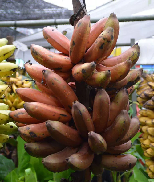 1 Bulb Musa AAA group, Pisang Photo Merah, Red Banana Plant + Phyto Certificate