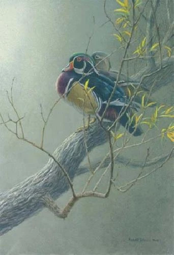 Robert Bateman Wood Duck Pair in Willow