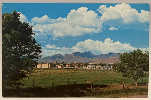 New Mexico State University Park, A. & M. Las Cruces NM Vintage Postcard
