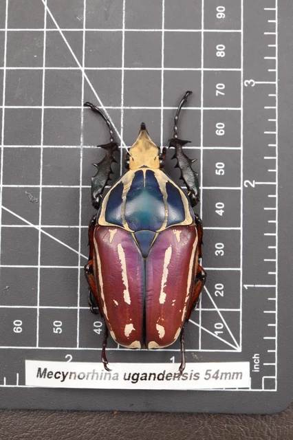 Mecynorhina ugandensis 53mm Male A1