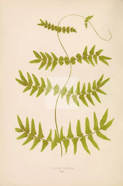 EDWARD Lowe, Lycodium Forsteri Fern Species Artwork. Plate XXXV #A346