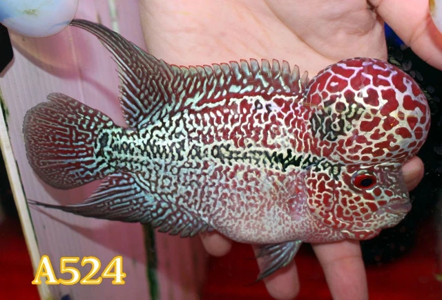 5" High Grade Super Red Dragon A524