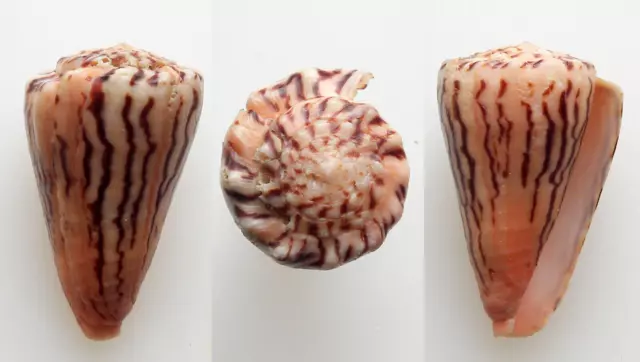 Conchiglia - shell  :  conus princeps