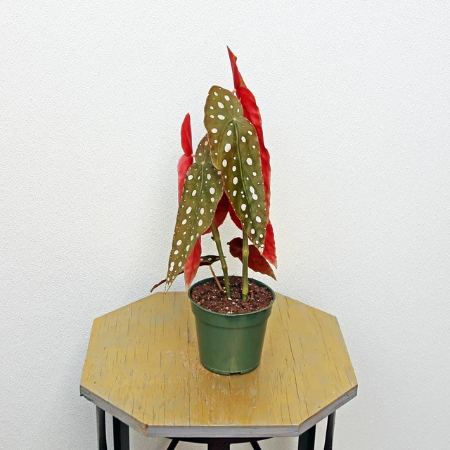 LIVE Begonia Maculata, Polka Dot Begonia, Spotted Begonia in 4" growers pot