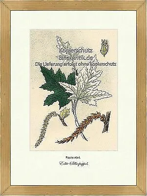 Echte Silberpappel Populus alba Weidengewächse Laubbäume Vilmorin A3 393