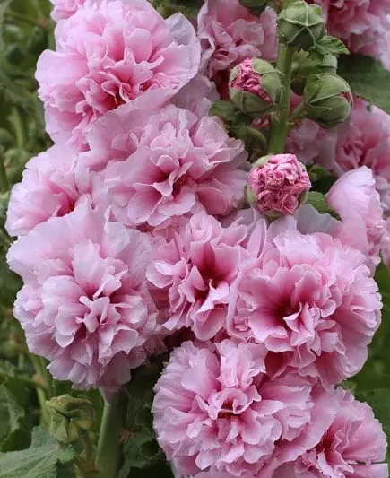 ALCEA rosa de flor doble    30 semillas  -  seeds graines samen