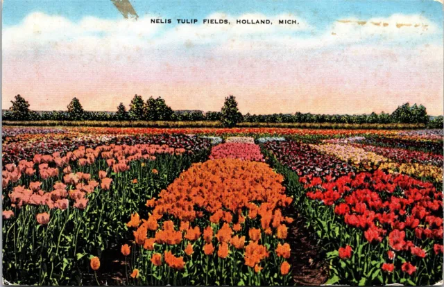 Nelis Tulip Fields Holland Michigan MI c1941 Postcard