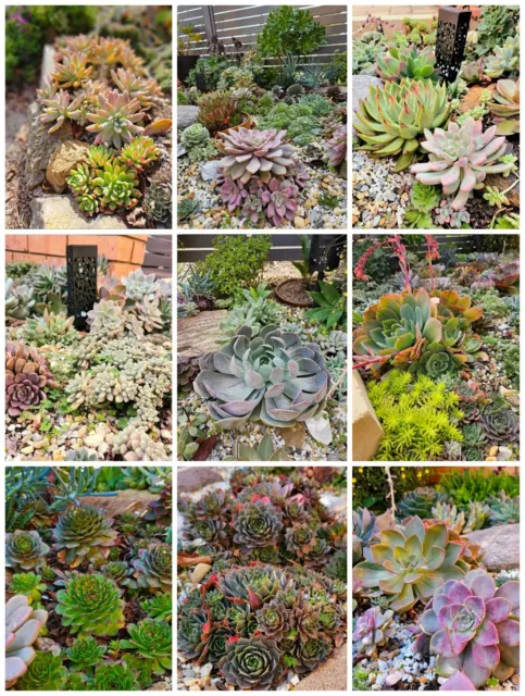 SUCCULENTS 80 DIFFERENT succulent cuttings (many with roots)  FREE POST