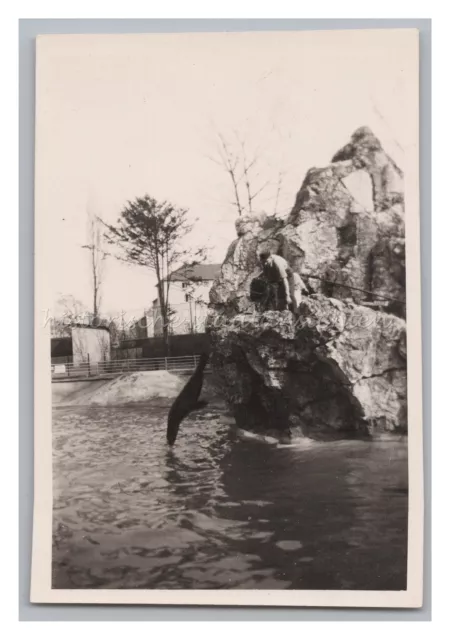 Kölner Zoo 1956 - Seelöwe beim Sprung - Altes Foto 1950er