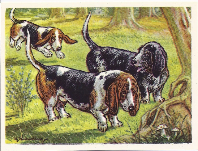 1952 Dog Print Austria Tobacco Bildwerk Card PETIT BASSET GRIFFON VENDEEN HOUND
