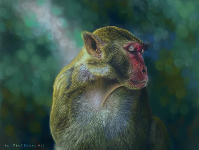 ORIGINAL WILDLIFE PAINTING OF A MACAQUE - 16x12" FINE ART PASTEL by PAUL HINKS