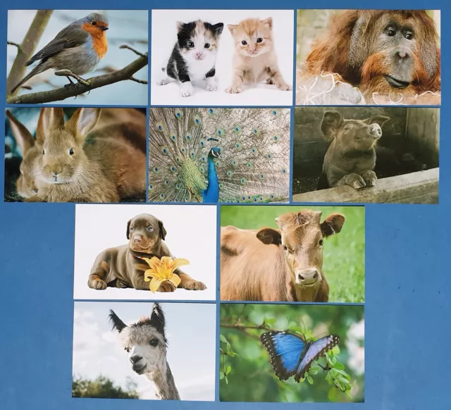 Set of 10 NEW Animal Postcards great for Postcrossing & Postcardsofkindness