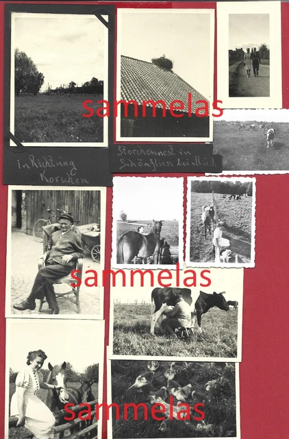 16 X WK2 Foto Schönfließ Kreis Rastenburg Ostpreußen Bauer Kraskowo Kuh